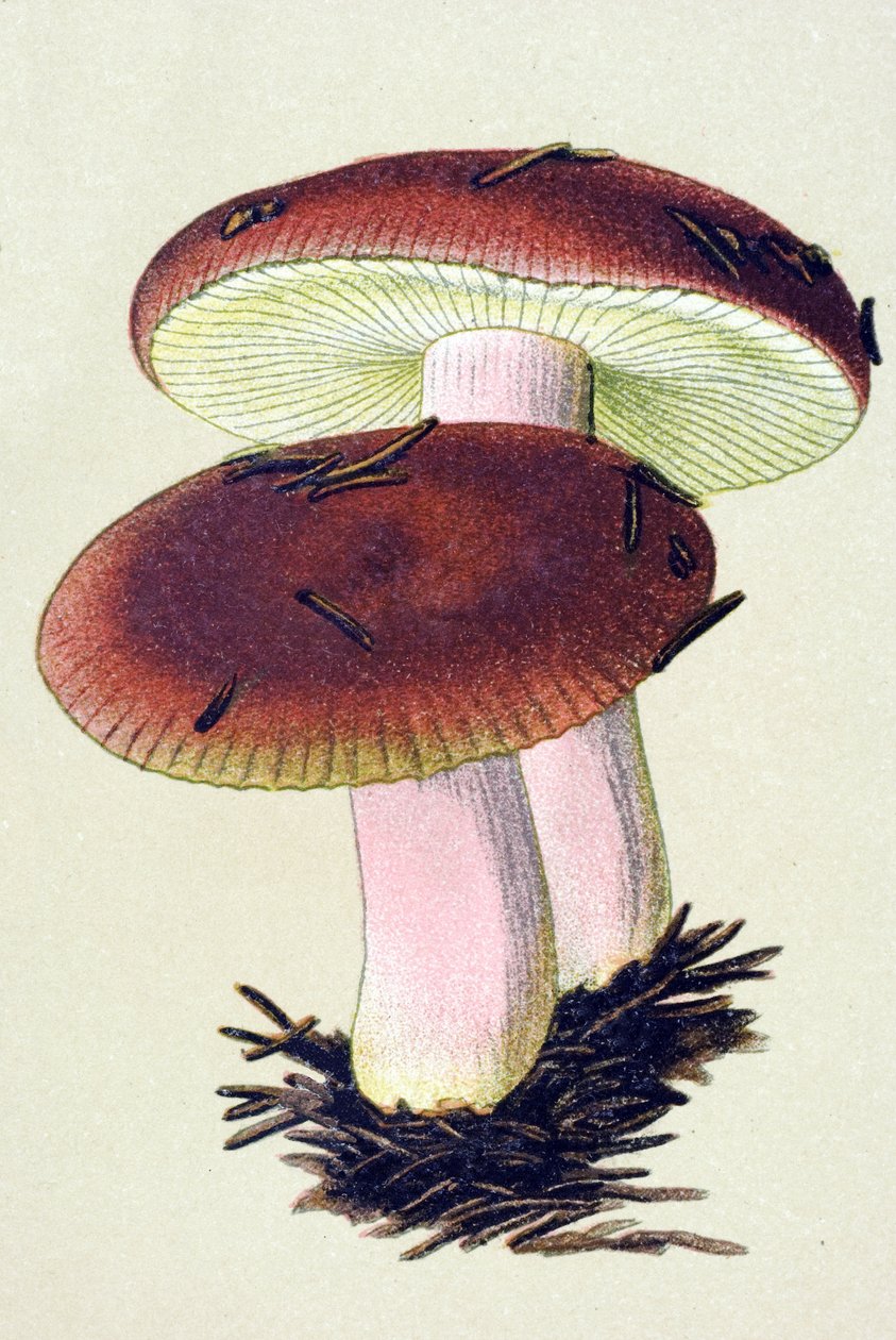 Botanisk tavla med giftig svamp (venenös): Den kräkande russule (Russula emetica) av Unbekannter Künstler