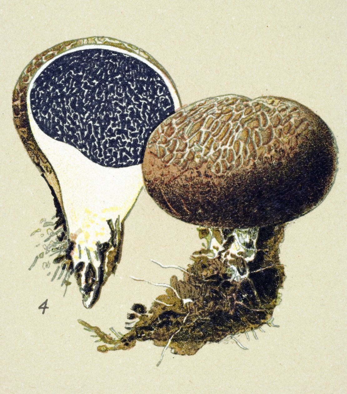 Botanisk tavla med giftig svamp (venös): vulgär sklerodermi (Scleroderma vulgare) av Unbekannter Künstler