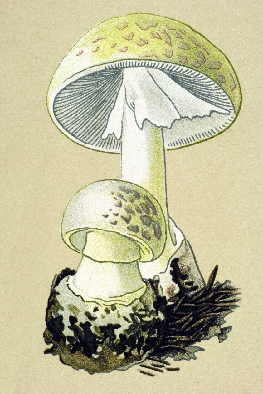 Botanisk tavla med giftig svamp (venös): falloidamanit (Amanita phalloides) av Unbekannter Künstler