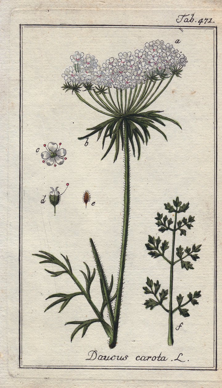 Botaniska: morotsblomma - Blommor och blad från morot, Daucus carota. Handkolorerat kopparstick efter en teckning av B. Thanner från Johannes Zorns "Icons plantarum medicinalium", Tyskland av Unbekannter Künstler