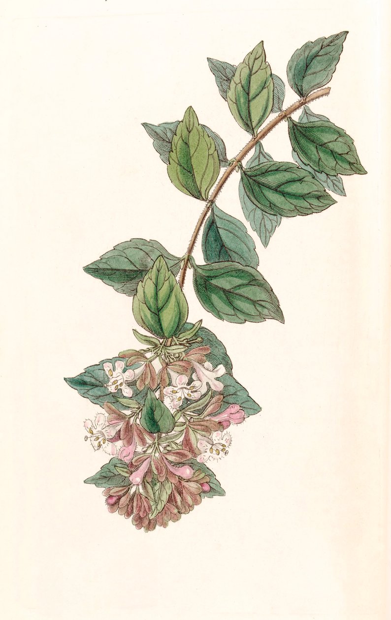 Botanisk illustration/Abelia chinensis/Abelia rupestris/Abelia of China/Abelia Rock av Unbekannt