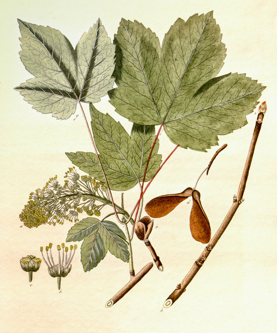 Botanisk illustration/Acer pseudoplatanus/Sycamore Maple av Unbekannt