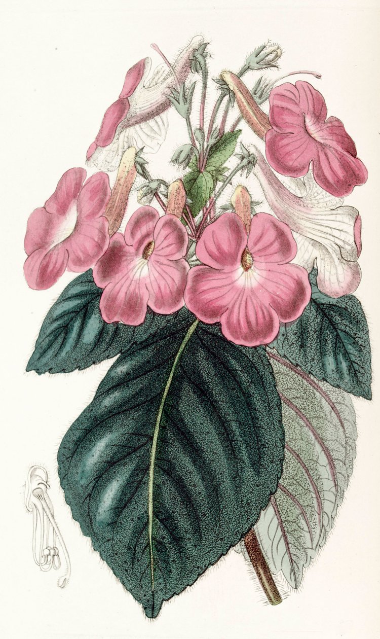 Botanisk illustration/Achimenes grandiflora/Achimene har stora blommor av Unbekannt
