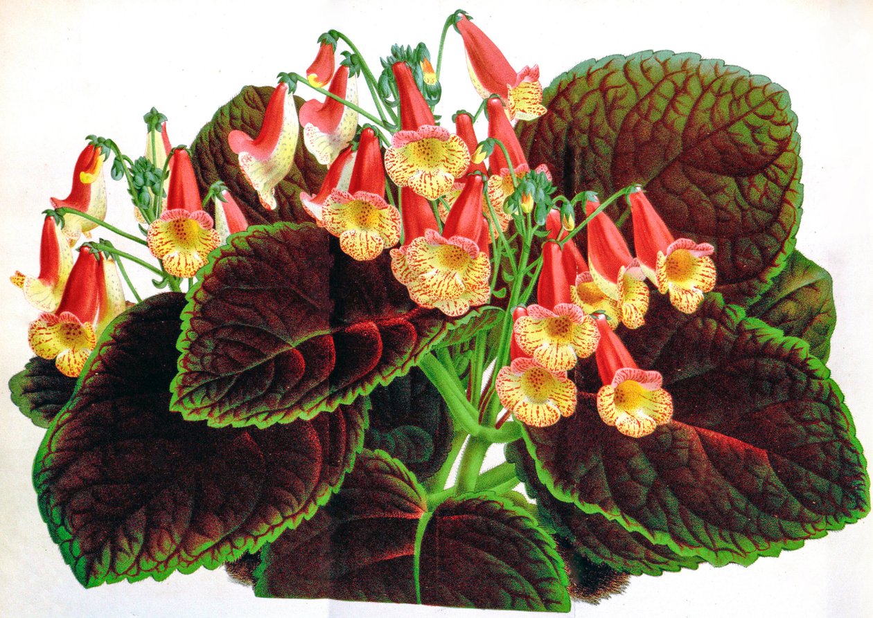 Botanisk illustration/Achimenes naegelioides/Achimene av Unbekannt