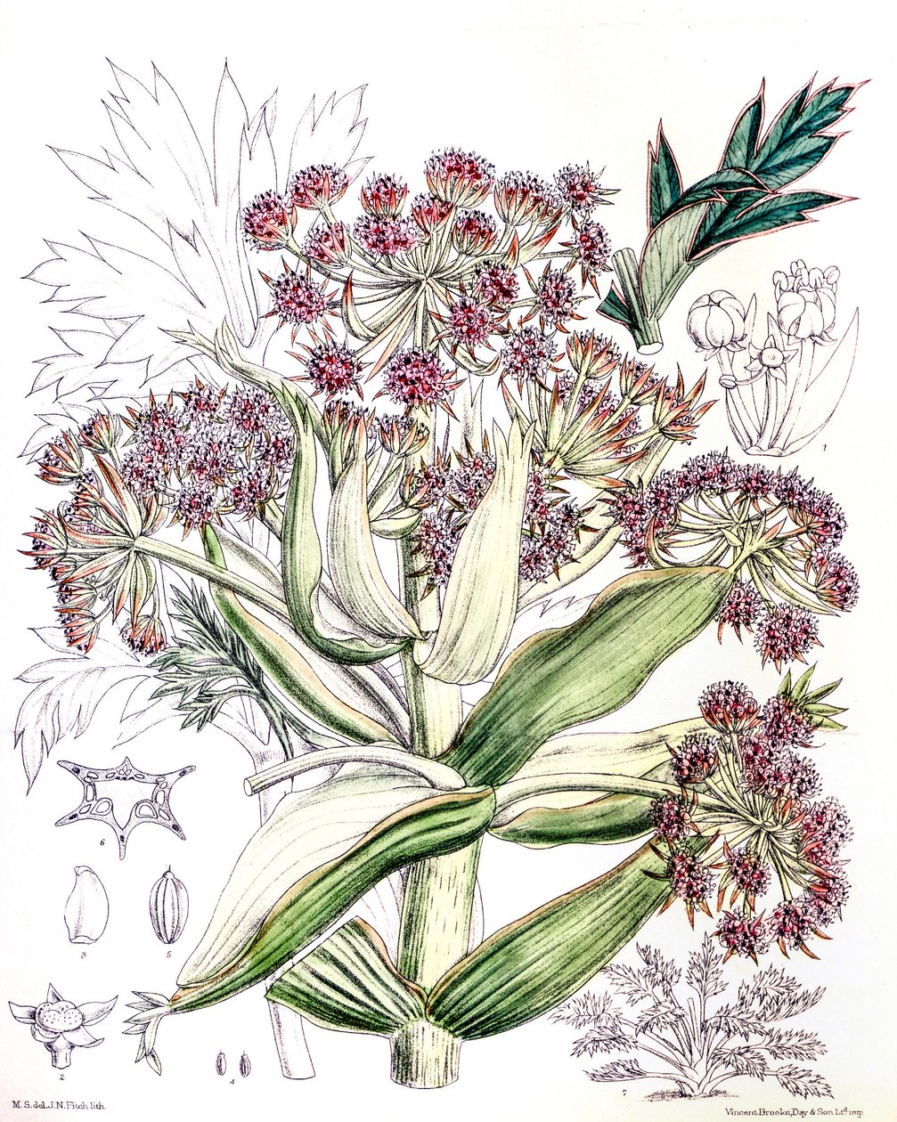 Botanisk illustration/Aciphylla latifolia/Anisotome latifolia/Bred Aciphyll av Unbekannt