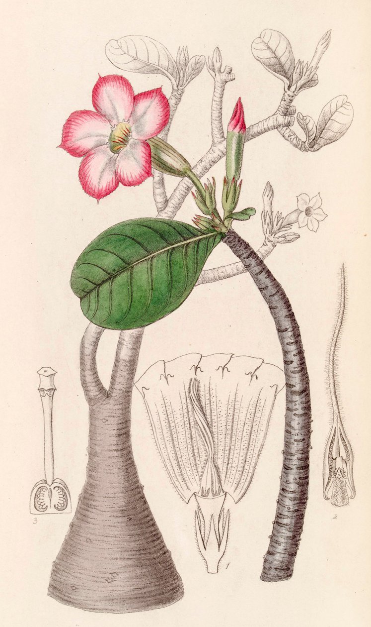 Botanisk illustration/Adenium obesum/Ökenros/Ökenros av Unbekannter Künstler