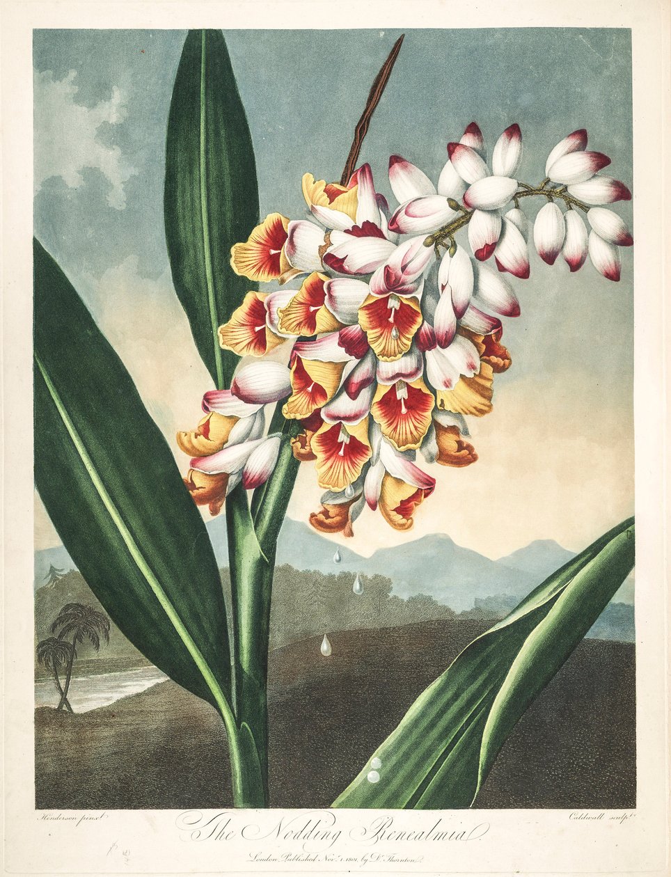 Botanisk illustration/Alpinia zerumbet, eller min själs blomma, jungfruns tårar, ingefäraskal eller till och med paradisets blomma av Unbekannter Künstler