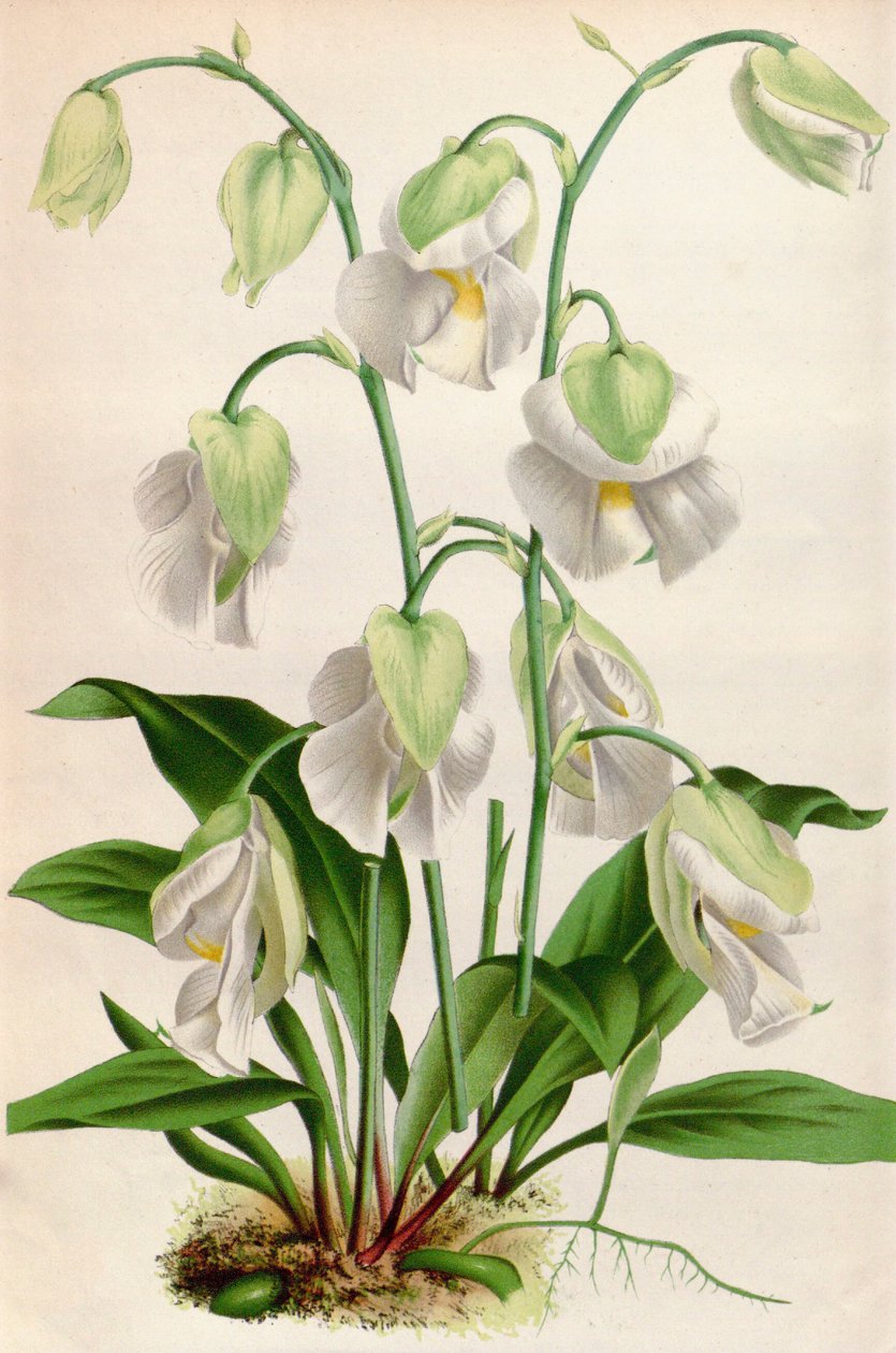 Botanisk illustration / Utricularia alpina / Utricular alpina av Unbekannt