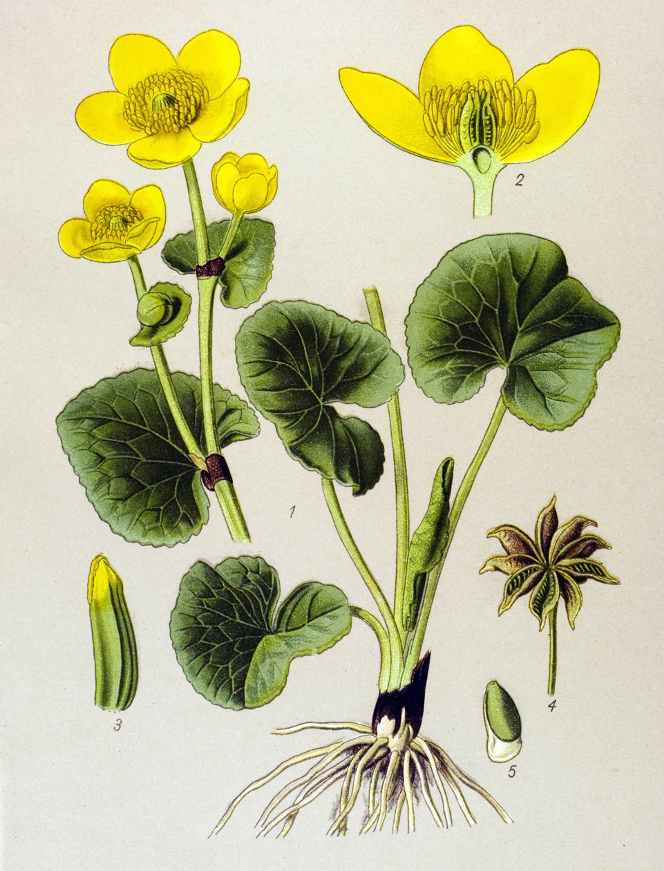 Botanisk planka. Venenös växt (giftig): kärrpopulation (Caltha palustris) av Unbekannter Künstler