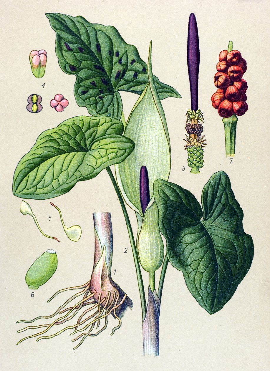 Botanisk planka. Venös (giftig) och medicinalväxt: fläckguet (Arum maculatum) av Unbekannter Künstler
