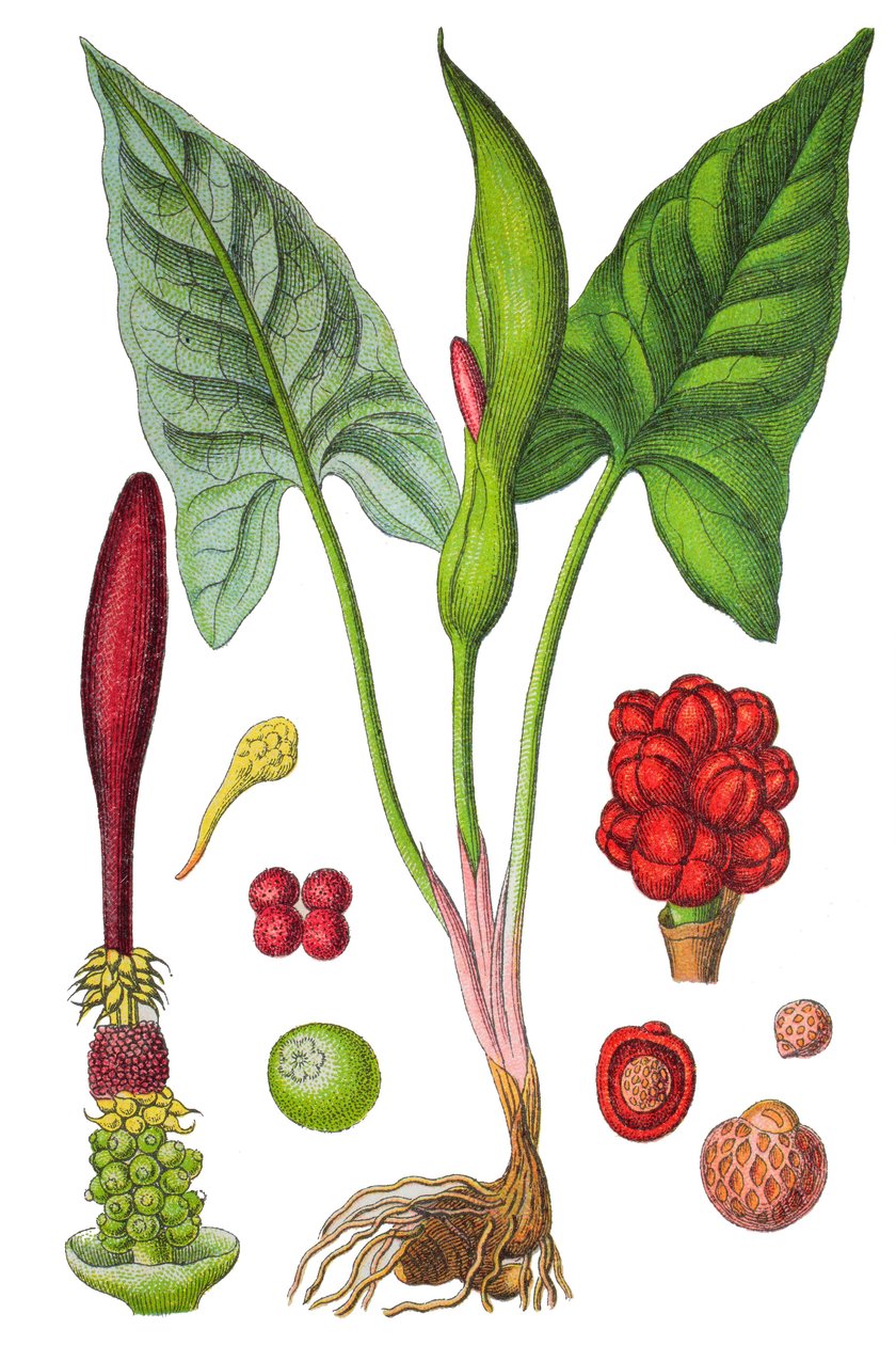 Botanisk skylt: fläckig arum (vild arum eller Arum maculatum), en medicinalväxt, historisk kromolitografi av Unbekannter Künstler