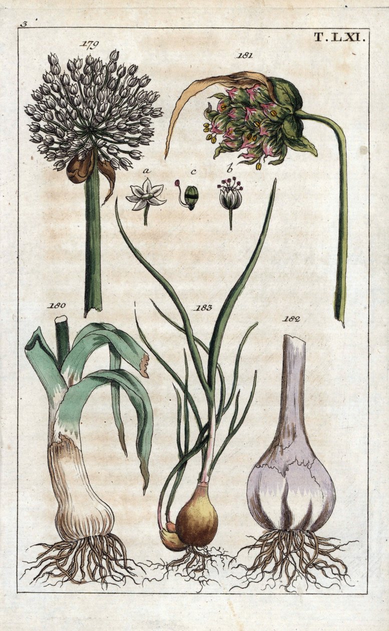 Botanik: purjolök, vitlök, echalote - Purjolök, Allium pollum 179, vitlöksblomma, Allium sativum 181, vitlökslök 182, och schalottenlök, Allium cepa var. aggregatum, ascalonicum av Unbekannter Künstler