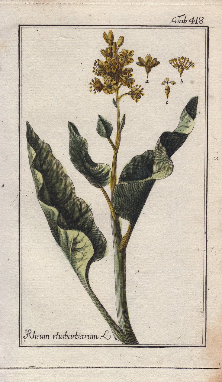 Botanik: Rabarberblad - Rabarberblad, Rheum rhabarbarum. Handkolorerat kopparstick efter en teckning av B. Thanner från Johannes Zorns "Icons plantarum medicinalium", Tyskland av Unbekannter Künstler