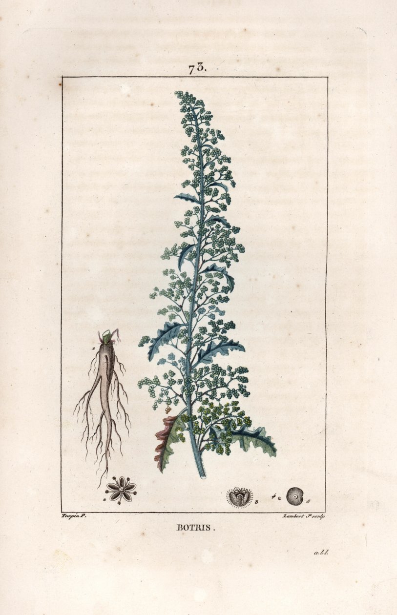 Botris (Chenopodium botrys) - Gravyr av Lambert fils, efter en teckning av Pierre Jean Francois Turpin (1775-1840), från La flore medicale, av Chaumeton, Poiret et Chamberet, Paris 1830 - Jerusalems ekoxe, Dysphania botrys - Gravyr av Lambert Ju av Unbekannter Künstler