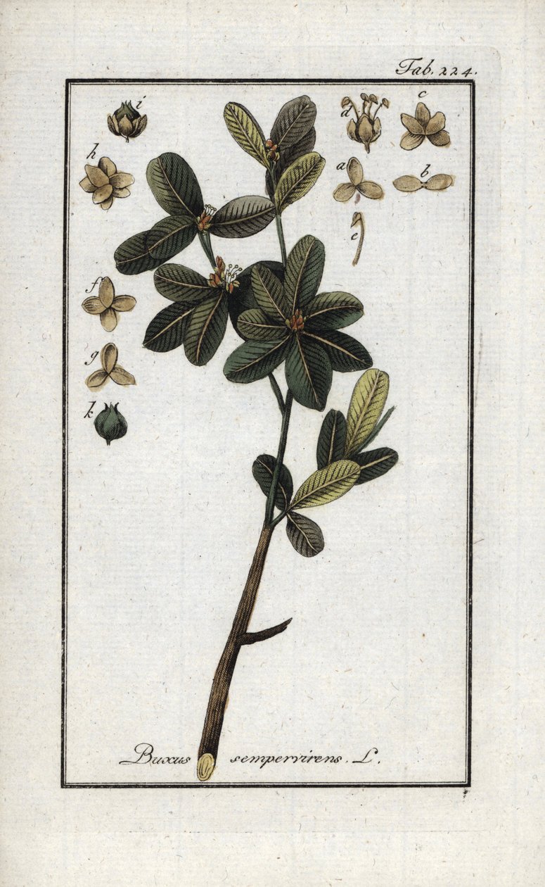 Buxbom eller fortfarande grön buxbom (Buxus sempervirens). Litografi från "Afbeelding der Artseny-Gewassen" av Johannes Zorn (1739-1799), Nederländerna av Unbekannter Künstler