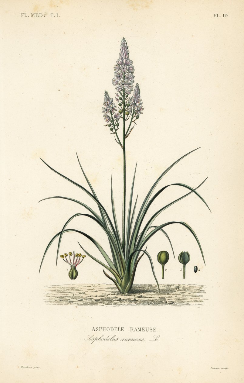 Grenad asphodel, Asphodelus ramosus, Asphodele rameuse av Unbekannt