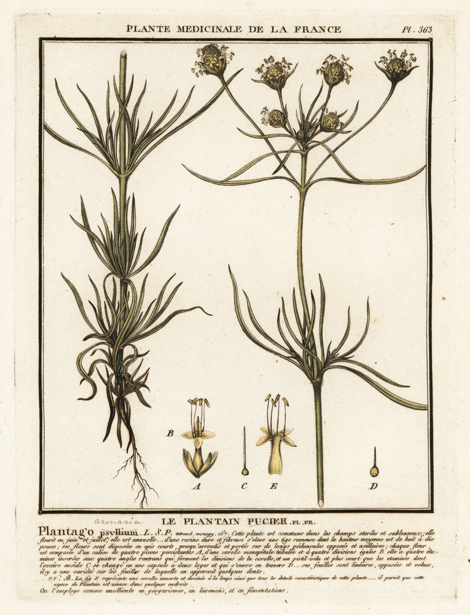 Grenad groblad, Plantago indica. av Unbekannter Künstler