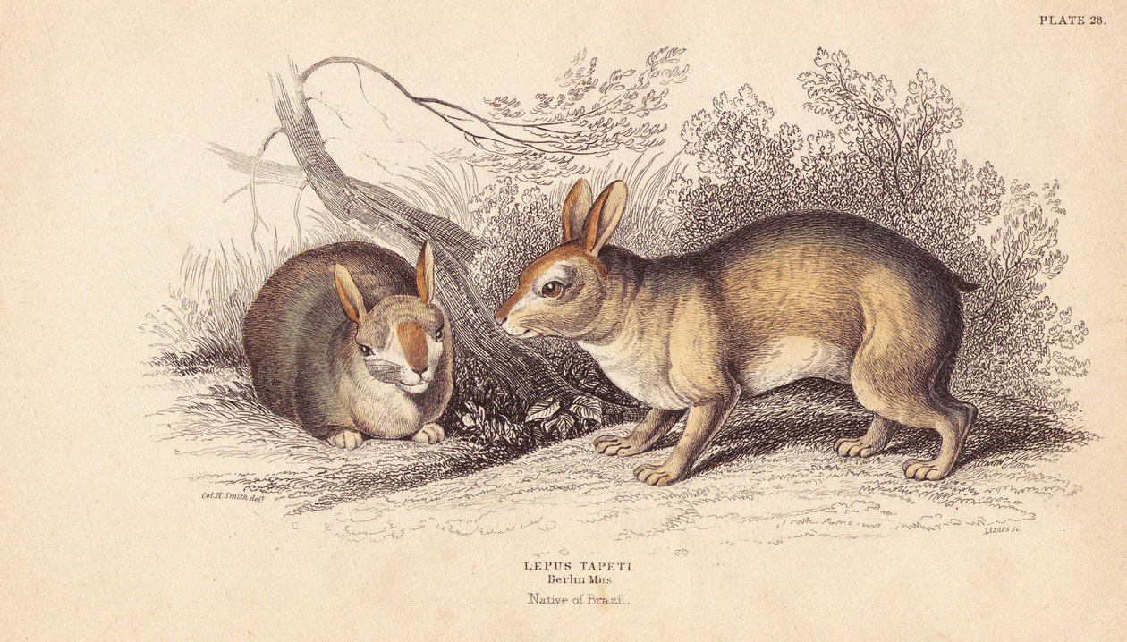 Brasiliansk kanin, Sylvilagus brasiliensis (Lepus tapeti). Från exemplar i Berlins museum. Handkolorerat stålstick av Lizars efter en illustration av Charles Hamilton Smith från William Jardine