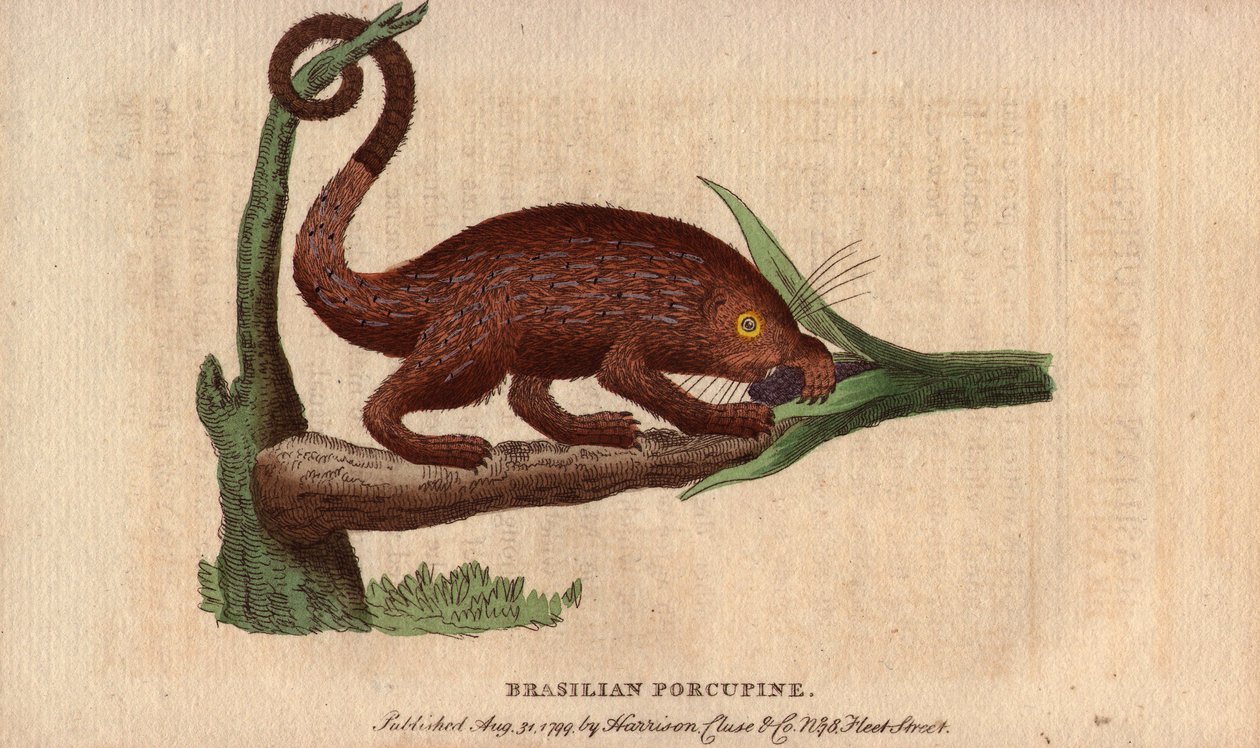 Bresilian epic pork (Coendou prehensilis), semi-arboreal amerikansk epic pork av de tropiska stammarna, vars svans prehensile gör det möjligt för den att klättra i träd. Teckning av Thomas Pennant (1726-1798). Litografi i The Naturalist Pocket Magazine or  av Unbekannter Künstler