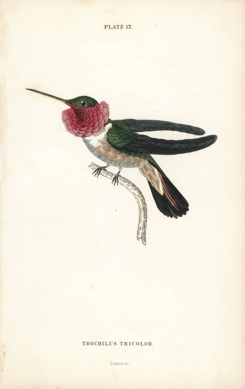 Bredstjärtad kolibri, Selasphorus platycercus (Trikolorerad kolibri, Trochilus tricolor). Handkolorerad stålgravyr av William Lizars från Sir William Jardines Naturalist
