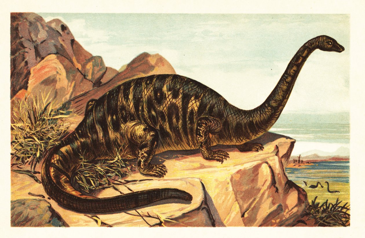 Brontosaurus excelsus, utdöd art av gigantisk fyrfotad sau1908 (litografi) av Unbekannter Künstler