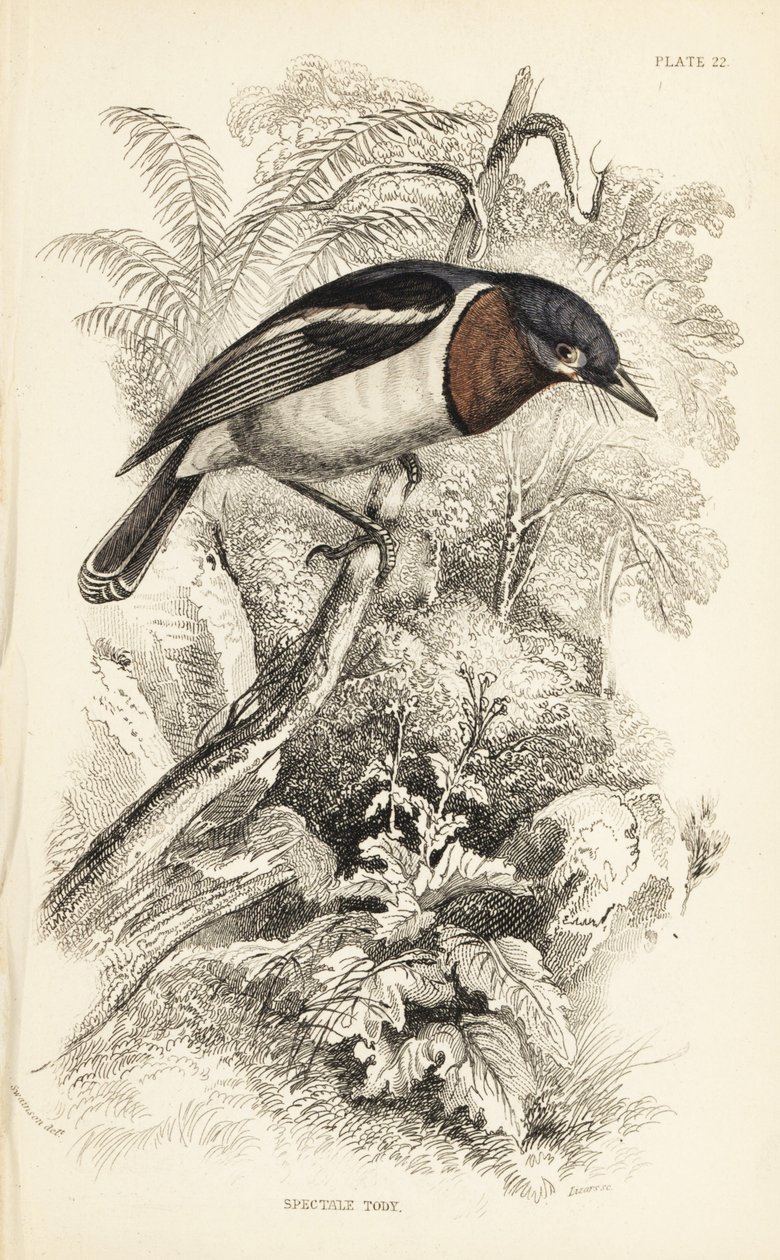 Brunstrupigt wattöga, Platysteira cyanea (Visa tody, Platystera lobata). Handkolorerat stålgravyr av William Lizars efter en illustration av William Swainson från Sir William Jardine