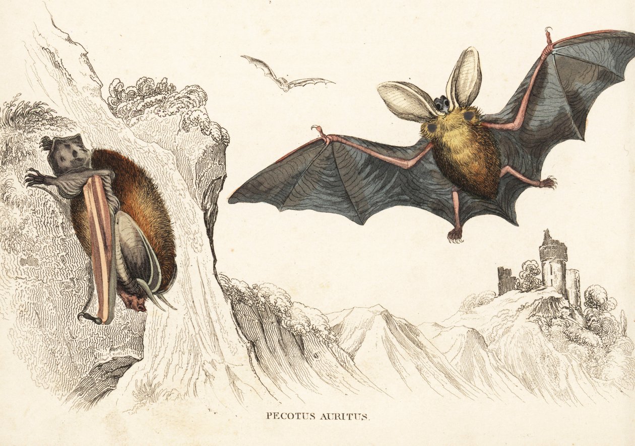 Brun långörad fladdermus eller vanlig långörad fladdermus. Handkolorerat stålstick från Georg Friedrich Treitschkes naturhistoriska galleri, Naturhistorischer Bildersaal des Thierreiches, Liepzig-1842. av Unbekannter Künstler