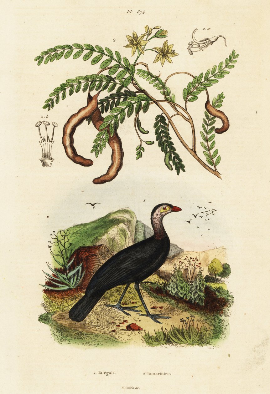 Brushturkey och tamarind., 1834-1839 (gravyr) av Unbekannter Künstler