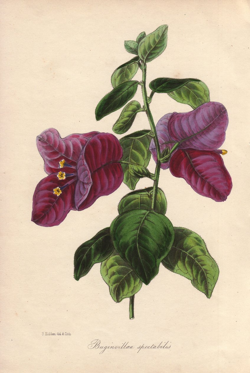 Buginvillaea spectabilis (La bougainvillee eller bougainvillee). Handkolorerad litografi ritad av Samuel Holden för Sir Joseph Paxton i "Magazine of Botany", London, W.S. Orr av Unbekannter Künstler