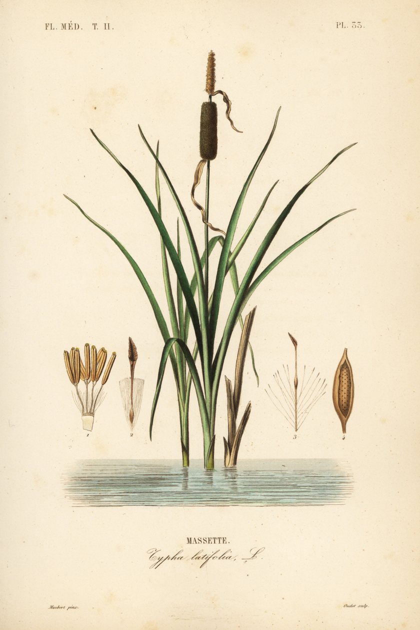 Bulrush eller bredbladig starr, Typha latifolia, Massette av Unbekannt
