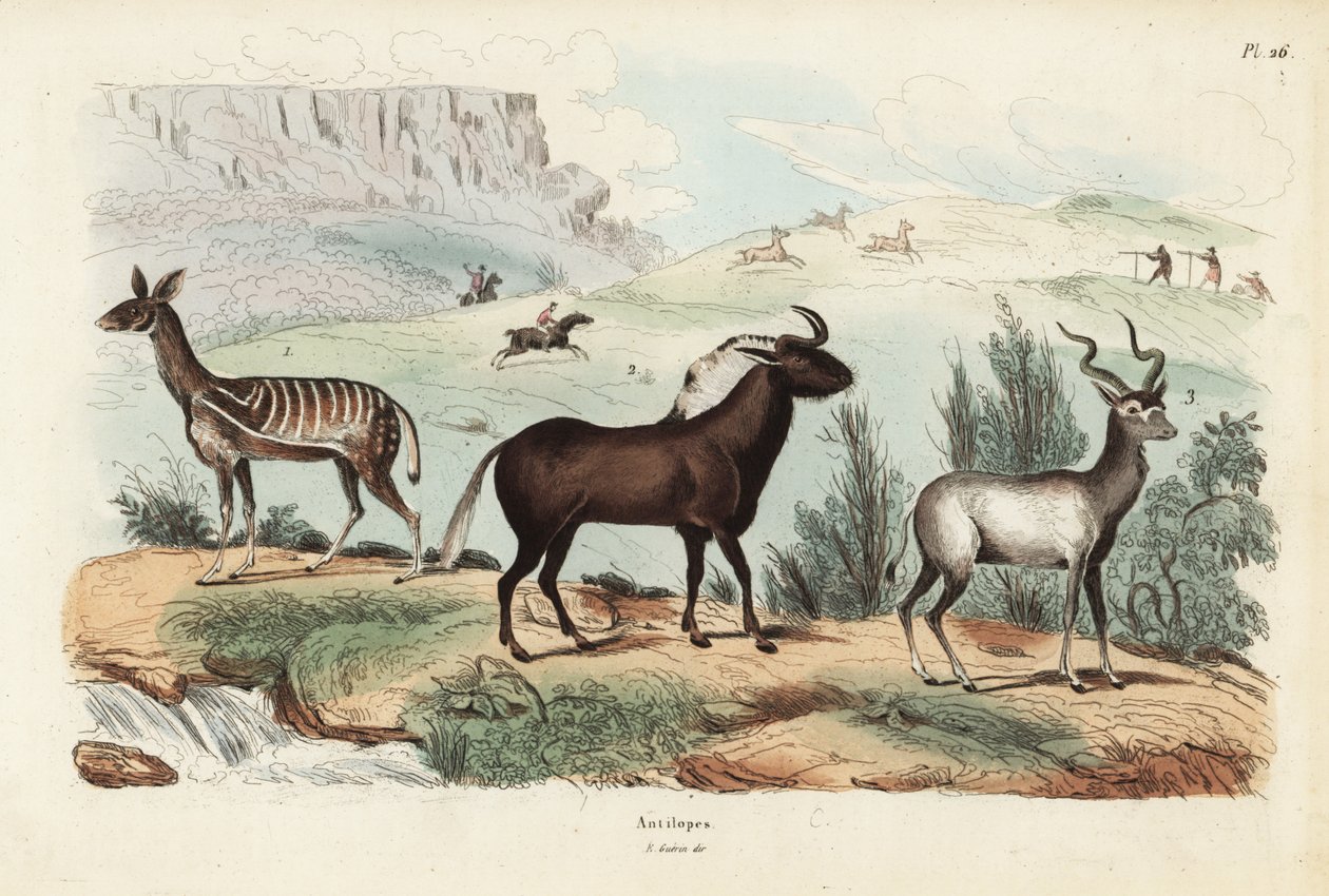 Bushbuck, Tragelaphus scriptus 1, svart gnu eller vitsvans, Connochaetes gnou 2, större kudu, Tragelaphus strepsiceros 3 av Unbekannt