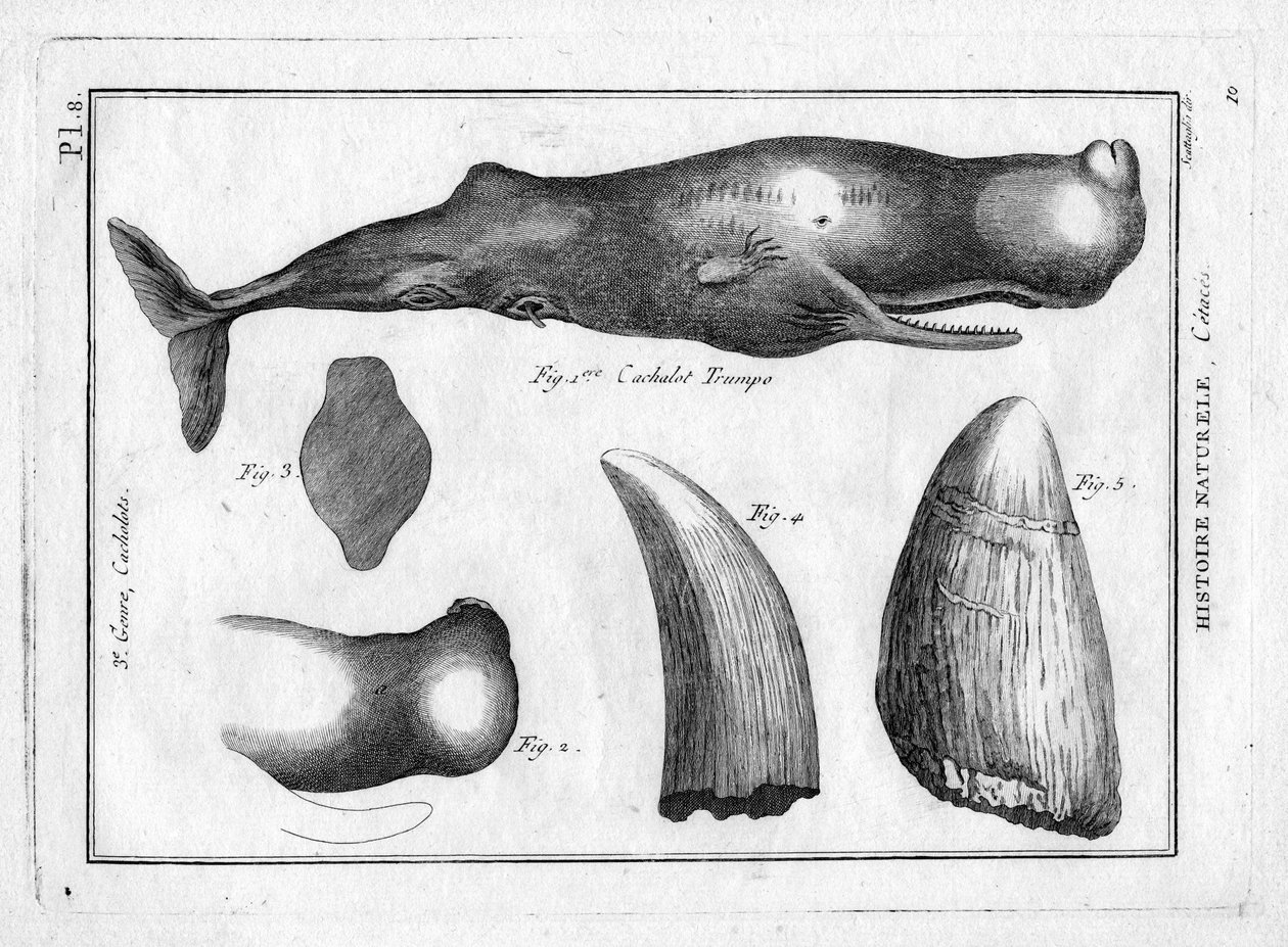 Cachalot trumpo (a trompe) i "Painting Encyclopedique et Methodique des trois Regnes de la Nature" av Pierre Joseph Bonnaterre (1762-1804). Paris 1784. av Unbekannter Künstler