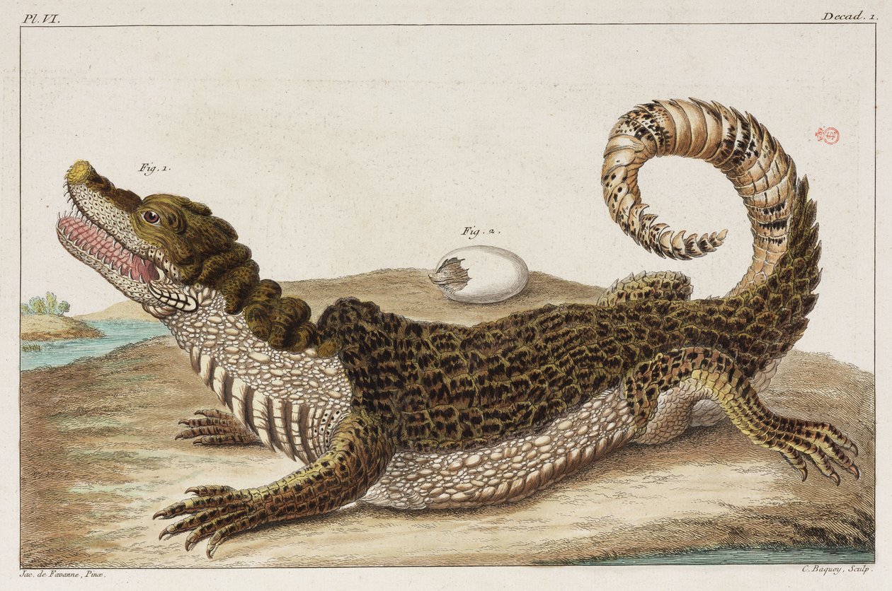 Caiman och hennes bebis av Unbekannt