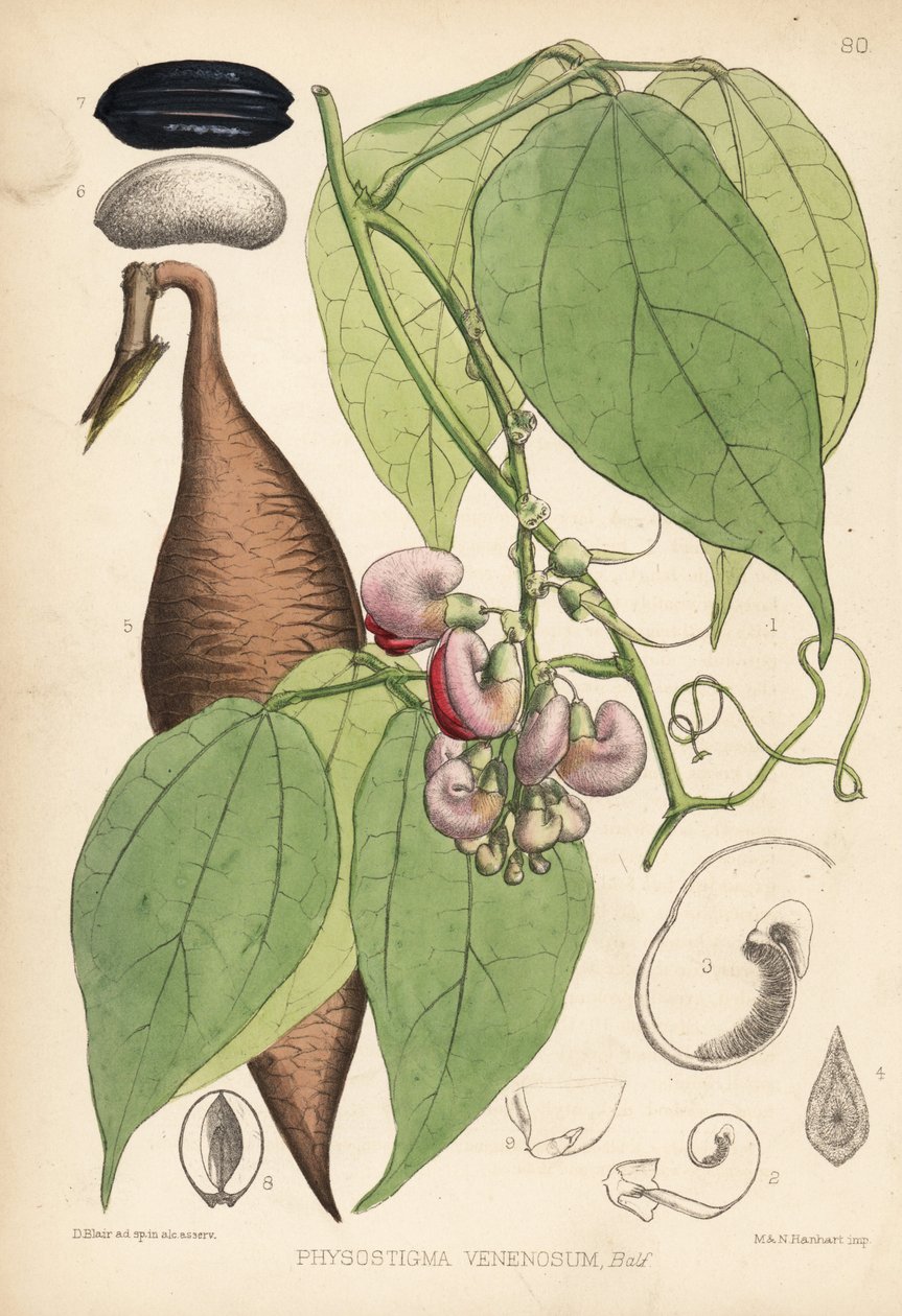 Calabarböna eller ordealböna. Physostigma venenosum. Handkolorerad litografi av Hanhart efter en botanisk illustration av David Blair från Robert Bentley och Henry Trimen