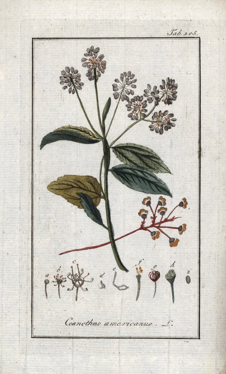 Kalifornisk syren (Ceanothus americanus). Litografi från "Afbeelding der Artseny-Gewassen" av Johannes Zorn (1739-1799), Nederländerna av Unbekannter Künstler