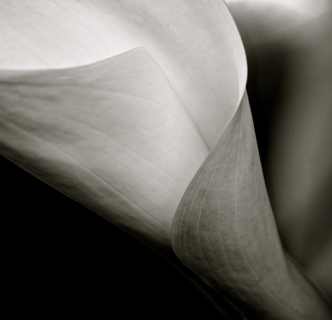 Callalily, 2015 (s/v foto) av William M. Timlin