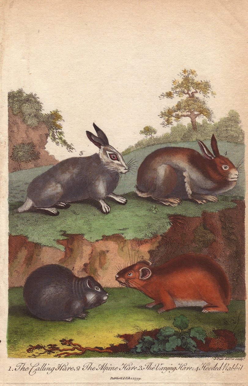 Skogshare, fjällhare, skogshare och kanin med huva Oryctolagus cuniculus, Lepus capensis, Lepus timidus av Unbekannter Künstler