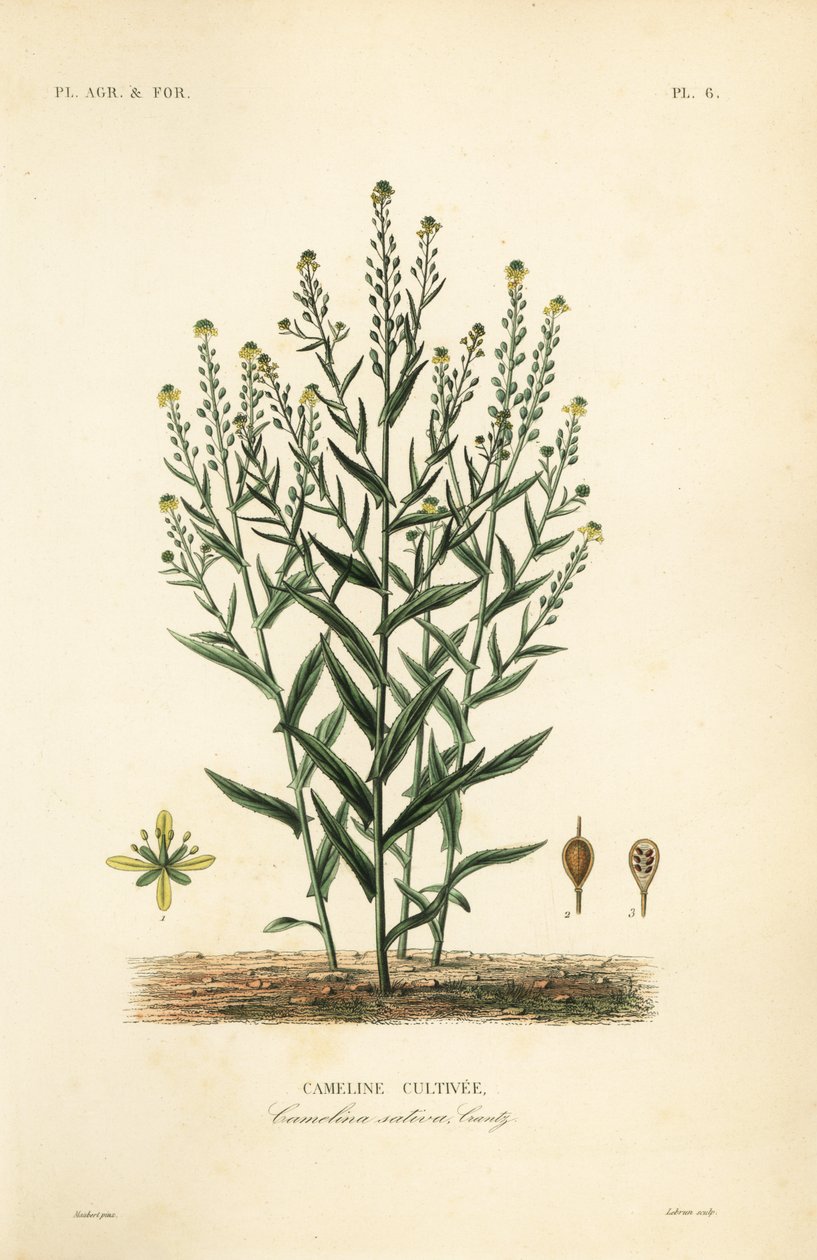 Camelina eller falskt lin, Camelina sativa, Cameline cultivee av Unbekannt