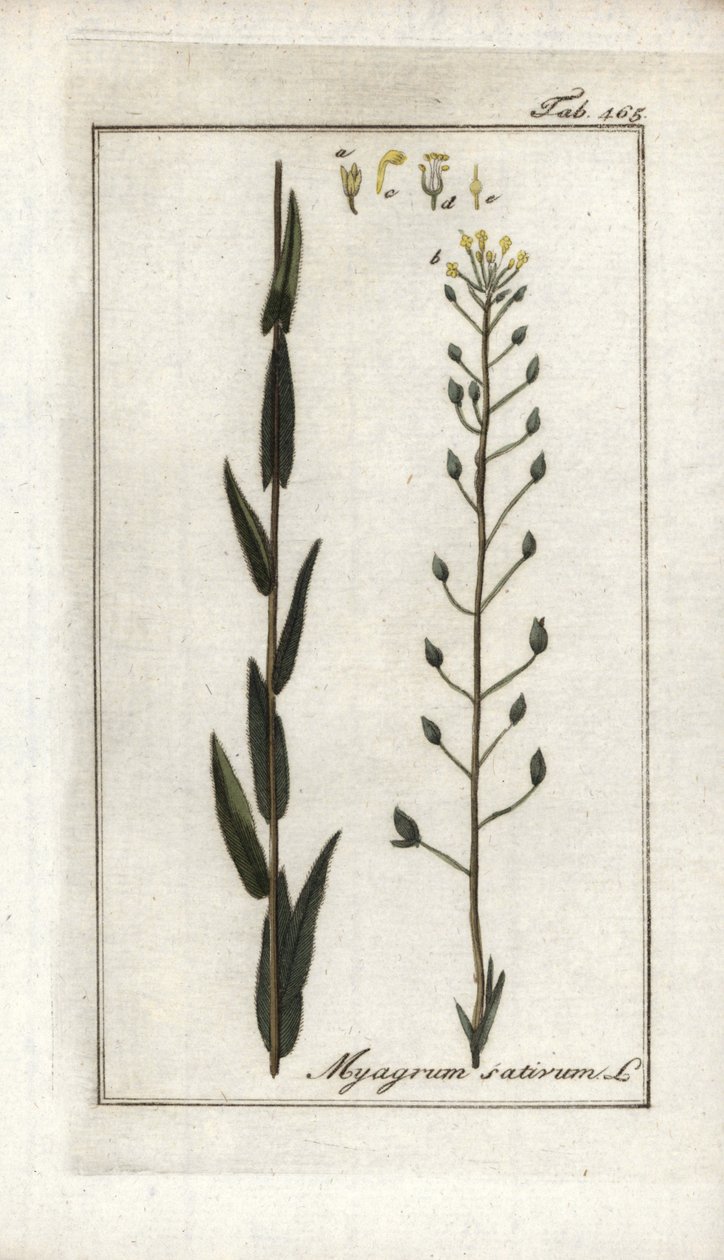 Cameline eller linbasard eller sesam från Tyskland (Camelina sativa). Litografi från "Afbeelding der Artseny-Gewassen" av Johannes Zorn (1739-1799), Nederländerna av Unbekannter Künstler