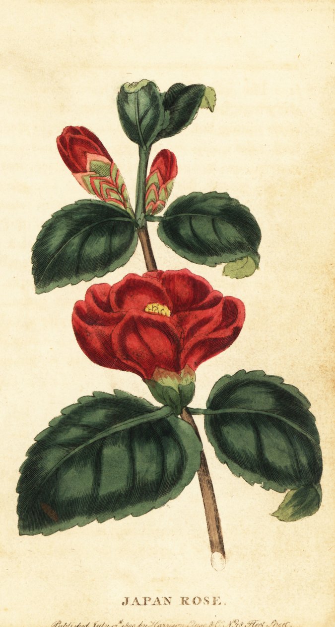 Camellia eller Japanros, Camellia japonica. ,1800 (gravyr) av Unbekannter Künstler