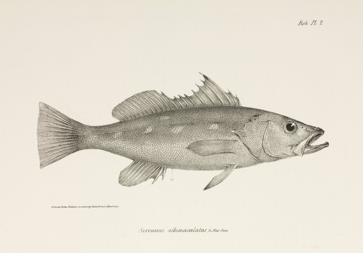 Camotillo, Stilla havet, c 1832-1836 av Unbekannter Künstler