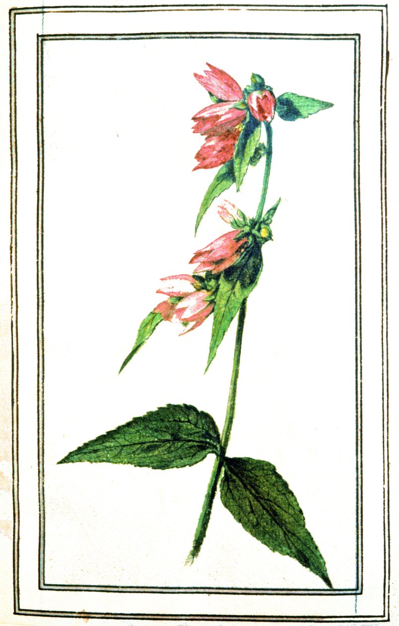 Campanula vanlig av Unbekannter Künstler