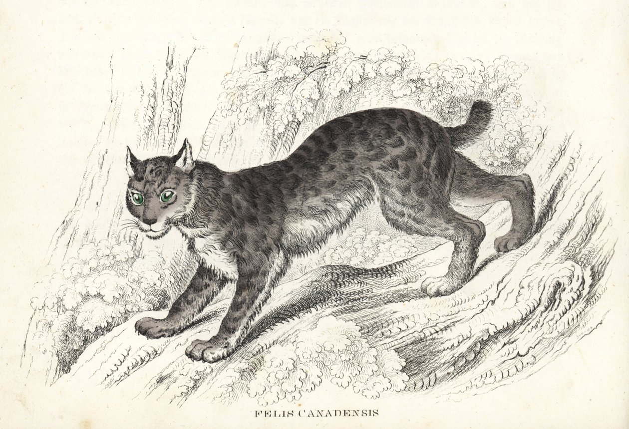 Kanadensiskt lodjur, Lynx canadensis (Felis canadensis). Handkolorerad litografi från Georg Friedrich Treitschkes naturhistoriska galleri, Naturhistorischer Bildersaal des Thierreiches, Liepzig-1842. av Unbekannter Künstler