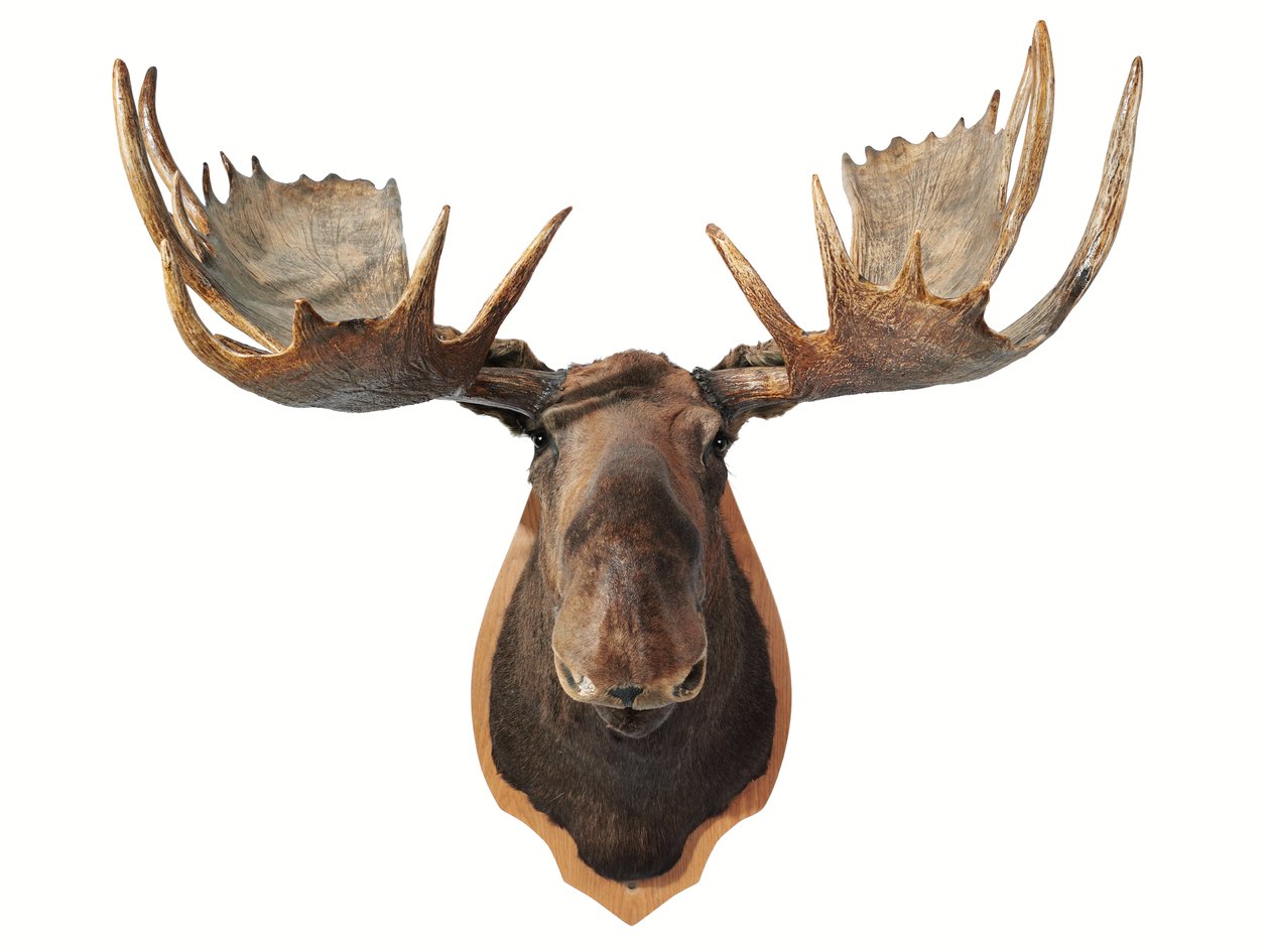 Kanadensisk taxidermi älghuvudjakttrofé, monterad på en eksköld, Vancouver (foto) av Unbekannt