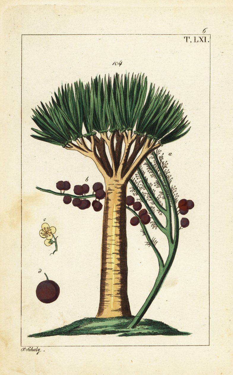 Kanarieöarnas drakträd, Dracaena draco. Sårbar. av Unbekannter Künstler