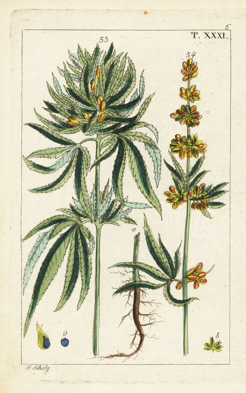 Cannabisväxt, Cannabis sativa. av Unbekannter Künstler