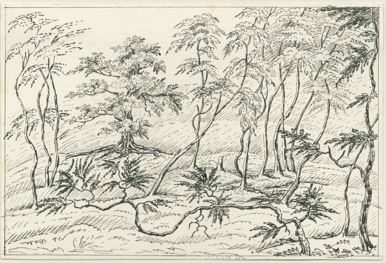 Cannock Chase: penn- och pennteckning, nd [? 1800-talet] av Unbekannt