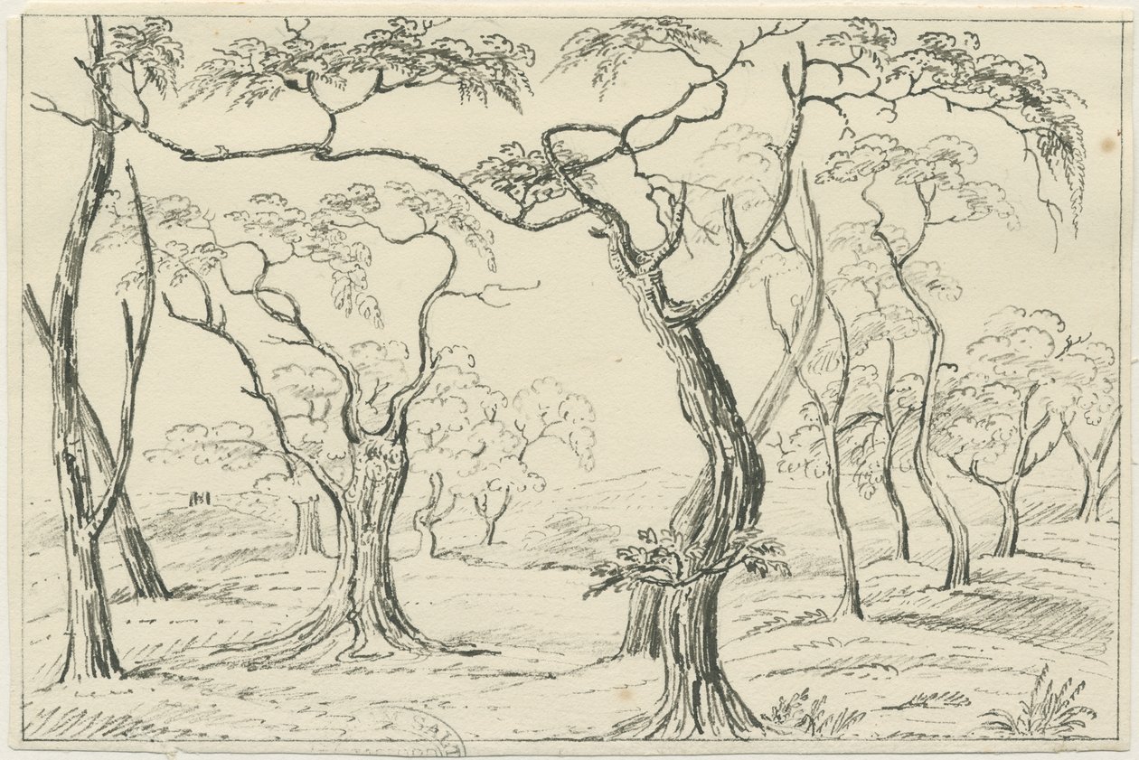 Cannock Chase: penn- och pennteckning, nd [? 1800-talet] av Unbekannt