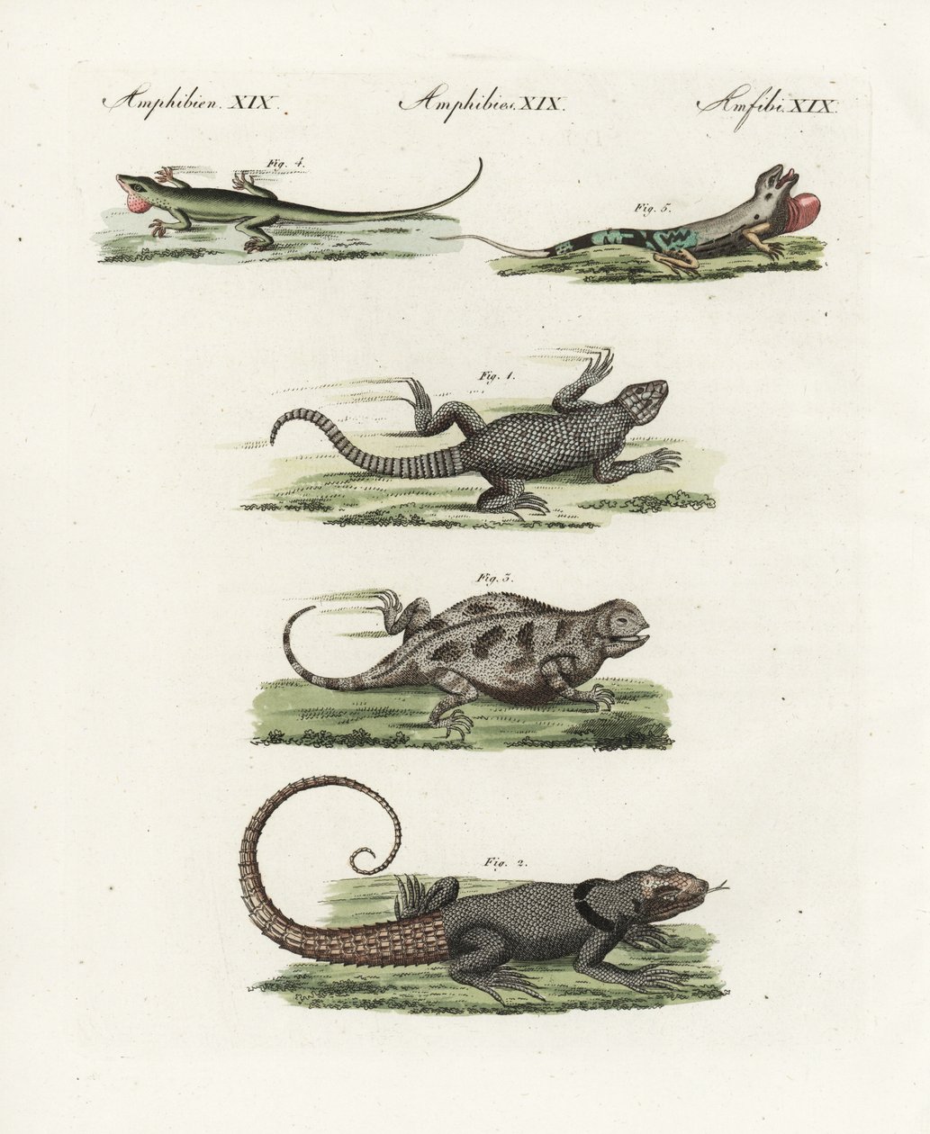 Kapögla (afrikansk saurian), Cordylus cordylus 1, Cuviers Madagaskarödla (Madagaskar lezard), Oplurus cuvieri 2, bergshornödla (lezard a horn), Phrynosoma orbiculare 3, Jamaicansk anolis (Jamaique lezard), Anolis garmani 4, och grön anolis av Unbekannter Künstler