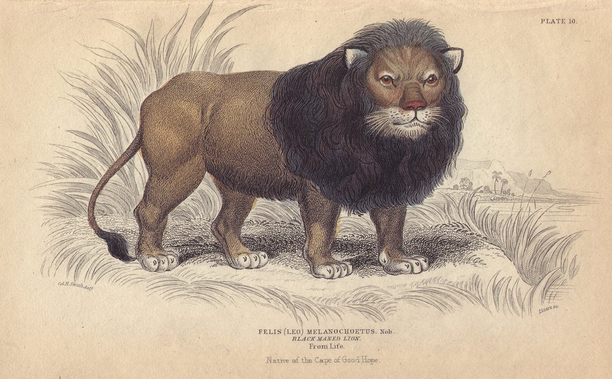 Kaplejon. Litografi av William Lizars, baserad på en teckning av Charles Hamilton Smith, för "Bibliotheque naturaliste, mammals, les felins", av Sir William Jardine, publicerad 1834 i Edinburgh (Skottland). av Unbekannter Künstler